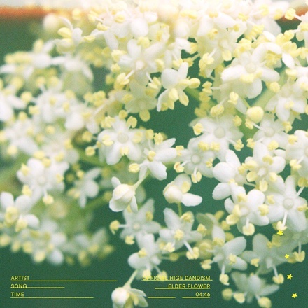 エルダーフラワー(Elderflower)